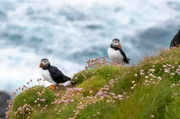 Solo Special – Cruise the North: Iceland, Faroe Islands and British Isles with Swan Hellenic 15-25 August 2027