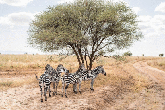 Africa & Indian Ocean – Savings of up to $5000 per suite – Silver Dawn – 28 March 2027 Africa & Indian Ocean – Savings of up to $5000 per suite – Silver Dawn – 28 March 2027