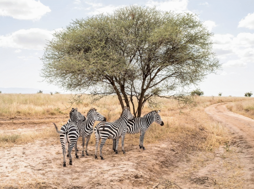 Africa & Indian Ocean – Savings of up to $5000 per suite – Silver Dawn – 28 March 2027 Africa & Indian Ocean – Savings of up to $5000 per suite – Silver Dawn – 28 March 2027